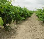 La Junta y el Ministerio de Medio Ambiente apoyan la permanencia del paisaje del viñedo tradicional en la Reserva de la Biosfer
