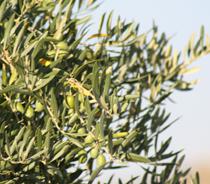 La producción de aceite de oliva bajará un 9,7% esta temporada