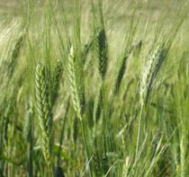 La producción de trigo duro en Sevilla bajará un 60% en esta campaña