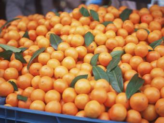 La producción mundial de naranjas subirá un 5%, pero caerá el comercio internacional