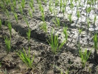 La recogida de arroz se desarrolla en las CCAA con previsión de una caída de la producción