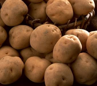 La siembra de patata de media estación cae un 7%, hasta alcanzar las 39.100 hectáreas