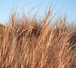 La superficie de trigo duro con prima por calidad creció un 0,39% en 2009/2010