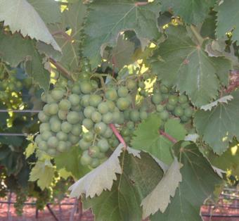 La superficie de viñedo arrancado con primas en 2009/2010 fue de 25.348 hectáreas