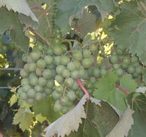 La vendimia 2010 encara su recta final marcada por los precios de la uva
