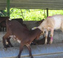 Los bajos precios y la subida de los costes amenazan la continuidad de la ganadería según COAG