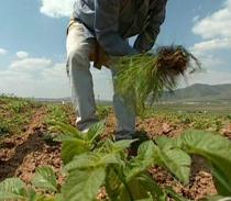 Los municipios andaluces recibirán más de 205 millones del Programa de Fomento del Empleo Agrario