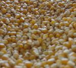 Los precios de los granos retroceden, en un mercado nervioso por las cosechas