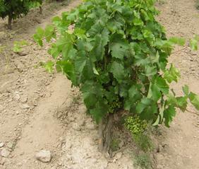 Modificada la normativa sobre aplicación del programa de apoyo al sector vitivinícola
