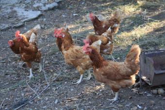 Modificado el Real Decreto que establece las normas mínimas de protección de gallinas ponedoras