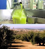 Olivebroker. Asesoramiento integral del aceite de oliva