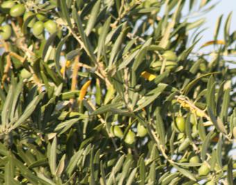 Piden que poda del olivar tenga primas como cultivo energético agrícola
