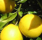 Precio de los limones se multiplica por 9 entre origen y destino, según COAG