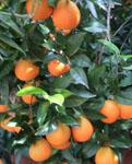 Recolectores de naranjas protagonizan paros en la provincia de Sevilla