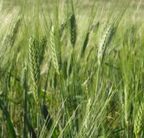 Secuencian por primera vez el genoma del trigo