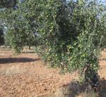 Tendencia a la baja en producción de aceite de oliva por falta de lluvias