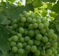 Un biosensor detectará la podredumbre gris de la uva en menos de un minuto