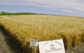 Una guía realizada por el Ifapa recoge variedades idóneas de trigo duro en Andalucía