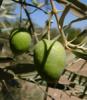 El olivo, detrás de un nuevo gel para evitar el contagio del VIH